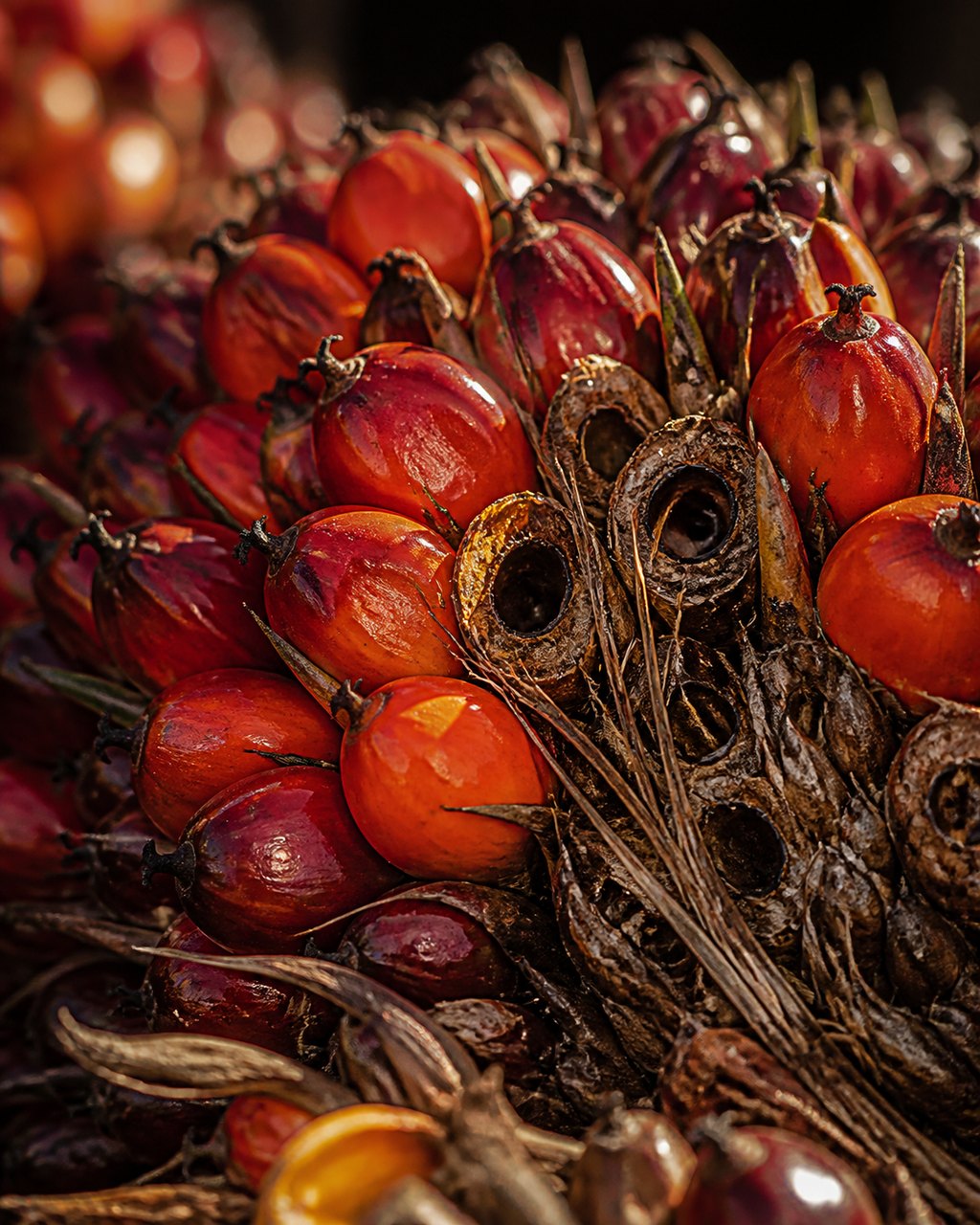 Extreme macro of an oil palm fruit bunch surface: glossy orange-red fruitlets packed together, several detached leaving dark sockets, fine fibre between them.
