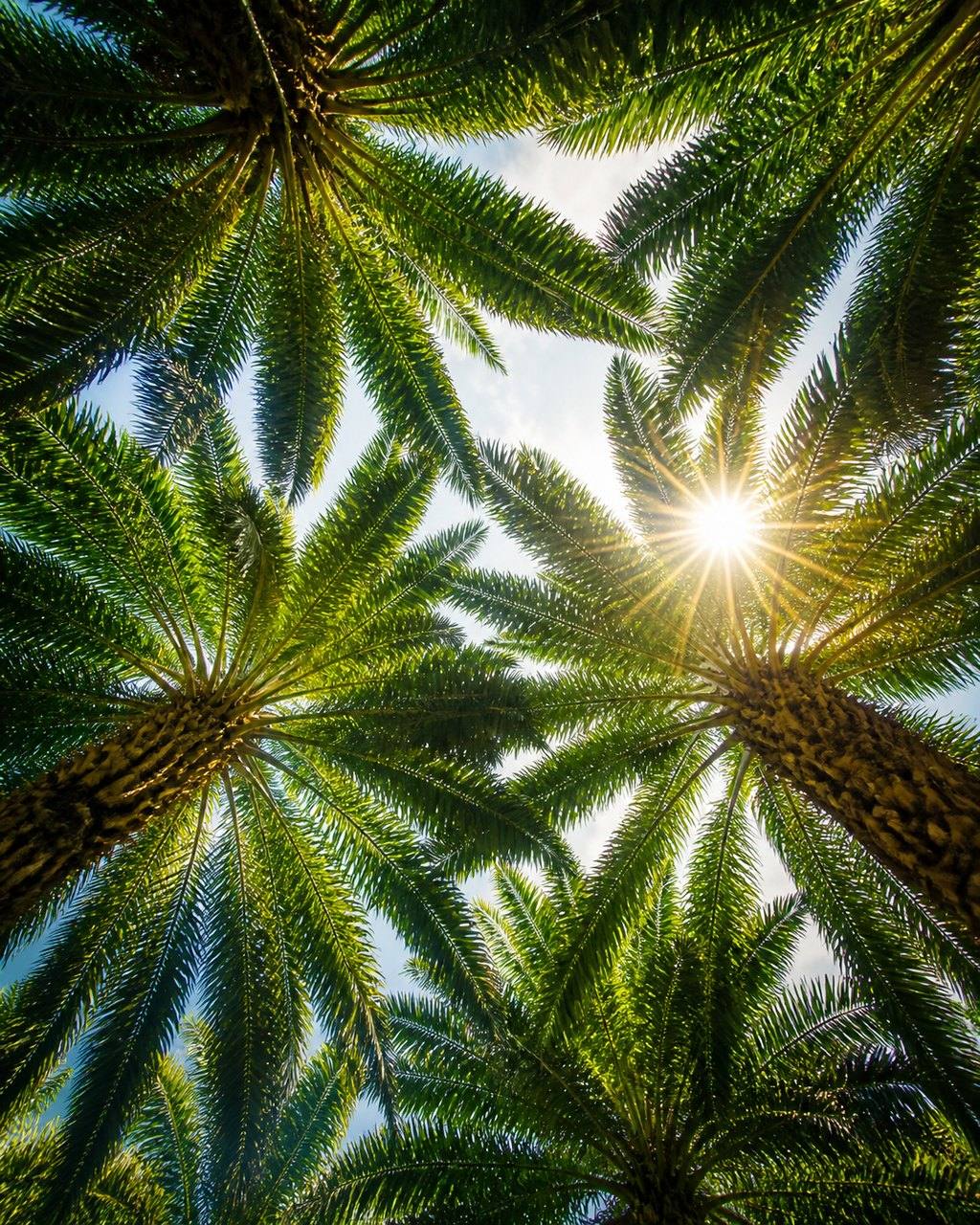 Looking straight up through the crowns of several oil palms, fronds radiating outward against a pale sky with the sun starbursting through a gap.