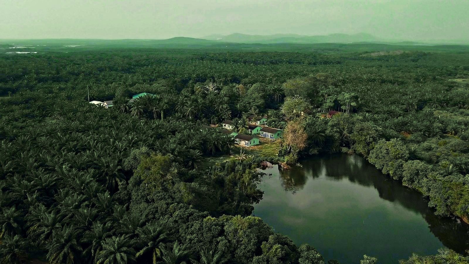 A high aerial view over an unbroken canopy of mature oil palm in flat, hazy light. Near the centre a small settlement of pale blue single-storey estate houses with dark pitched roofs sits in a clearing among taller trees, with a larger blue-roofed shed and a bare flagpole to its left. A dark, still reservoir occupies the lower right of the frame, reflecting the pale sky, and low hills sit on the far horizon.