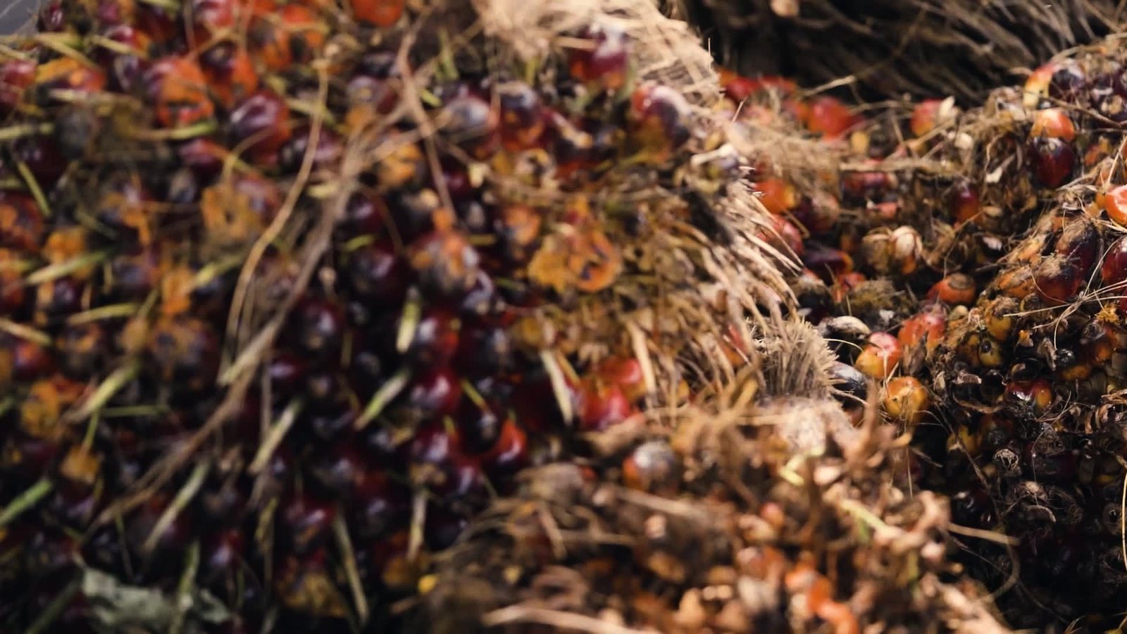 A close view into a heap of harvested oil palm fruit bunches: the fruitlets are deep red shading to purple-black and glossy, packed between dry straw-coloured spikelets and pale cut stalk ends. The nearest bunch is sharp and the heap falls away out of focus behind it.