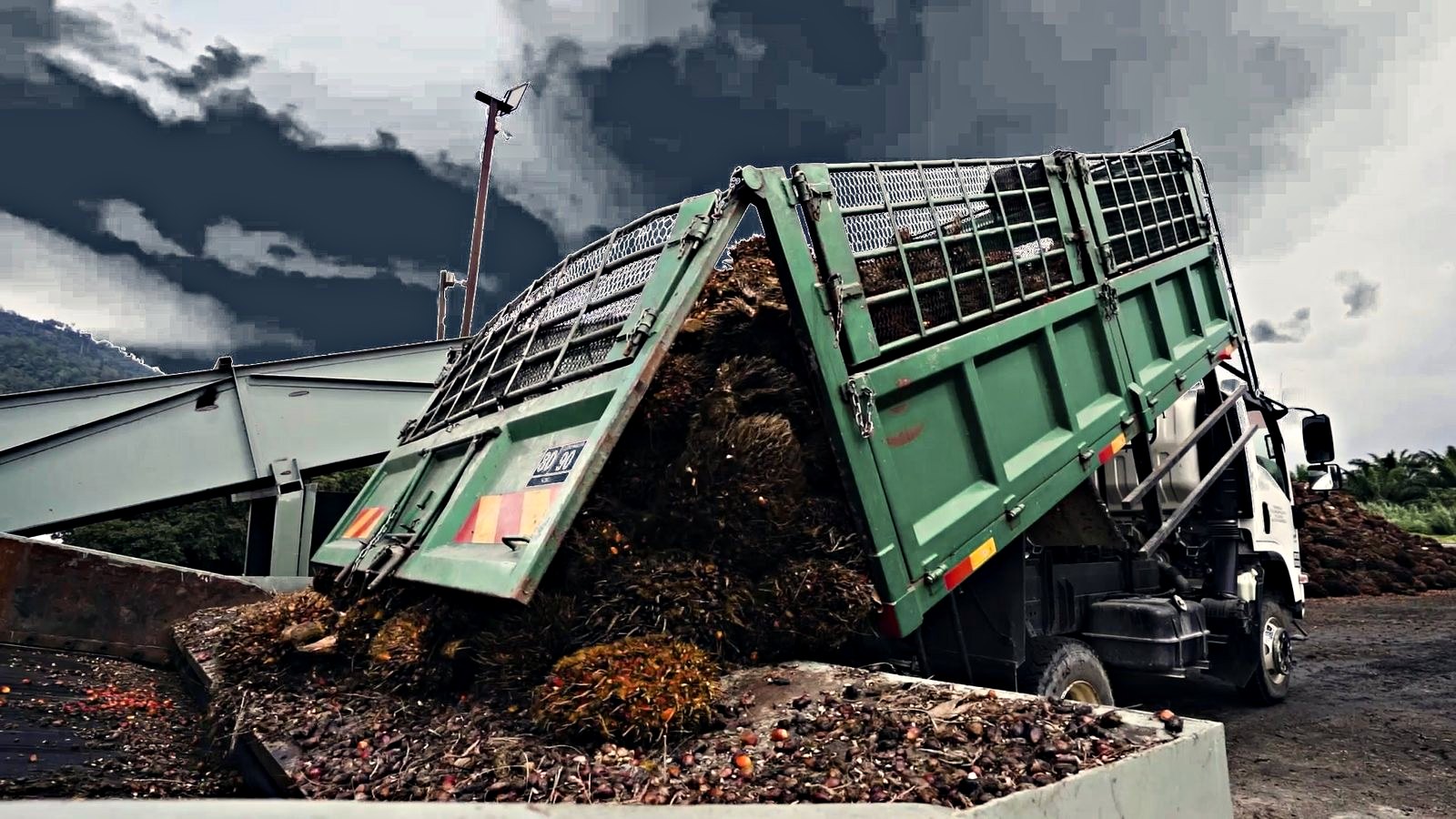 A tipper truck discharging fresh fruit bunches onto the mill's receiving floor, loose fruit spilling across the concrete apron under a dark overcast sky.