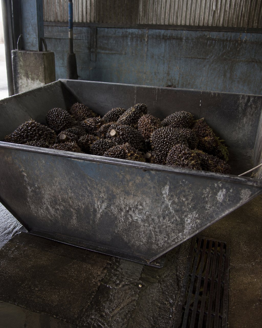 A scuffed steel reject bin at a mill, part-filled with underripe dark oil palm bunches, standing on wet concrete beside a drain grate.