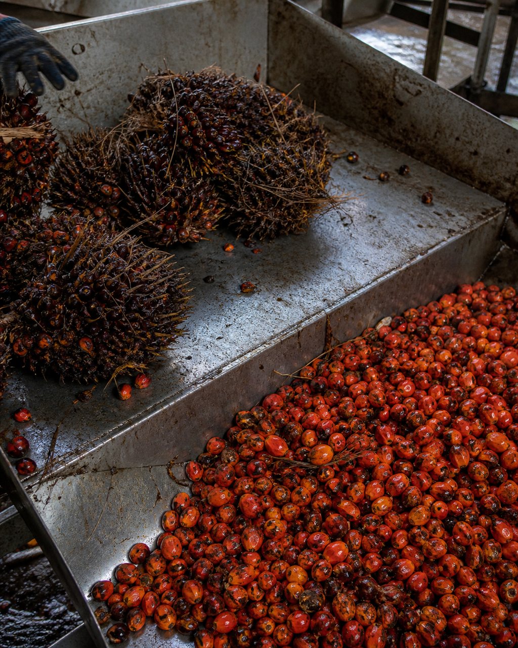 A steel sorting table inside a mill with oil palm fruit separated into two rough groups by ripeness, the riper fruitlets deep orange-red and the underripe ones darker.