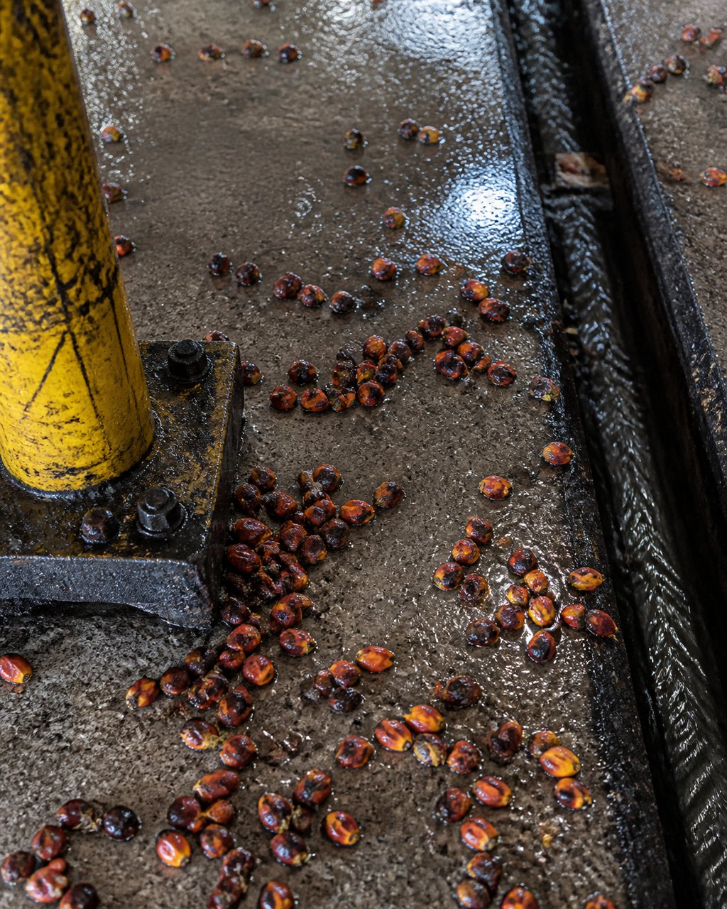 Loose palm fruitlets scattered across a wet concrete mill floor beside a drain channel, a worn yellow bollard and a hose at the edge of the frame.