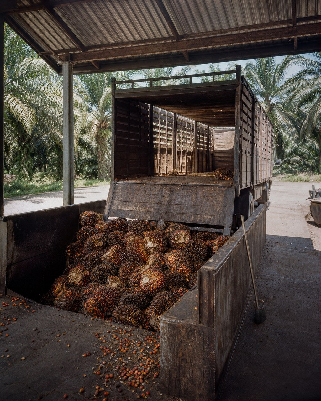 A lorry with wooden slat sides backed under a corrugated roof at a mill reception bay, tailgate dropped, a heap of oil palm fresh fruit bunches spilled into the concrete bay below it. Loose fruit is scattered across the apron and a long-handled broom leans on the bay wall; oil palms stand behind.