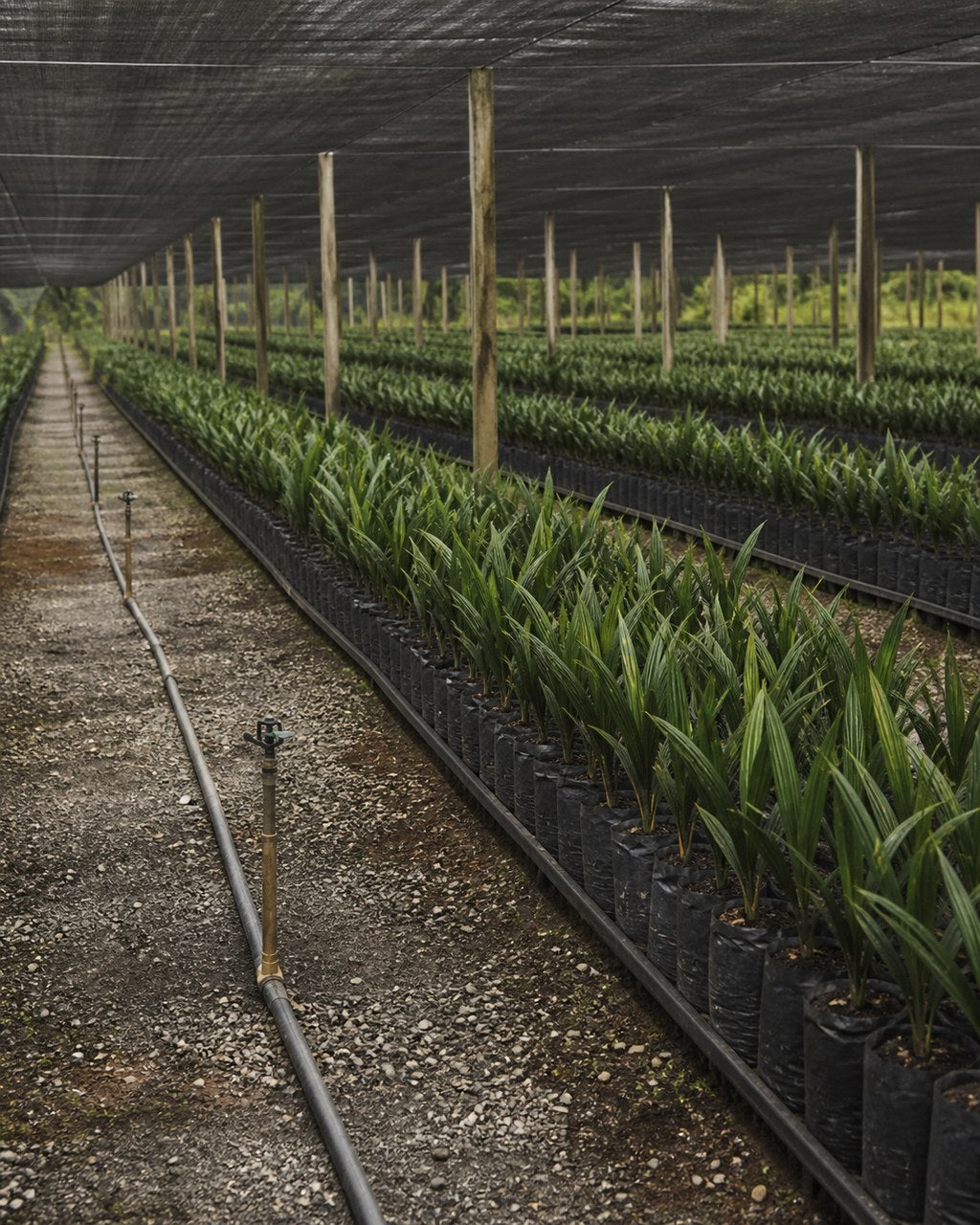 Rows of young oil palm seedlings in black polybags under a black shade net stretched on timber posts, running away to a bright treeline. A gravel path and an irrigation line with sprinkler risers run down the left.