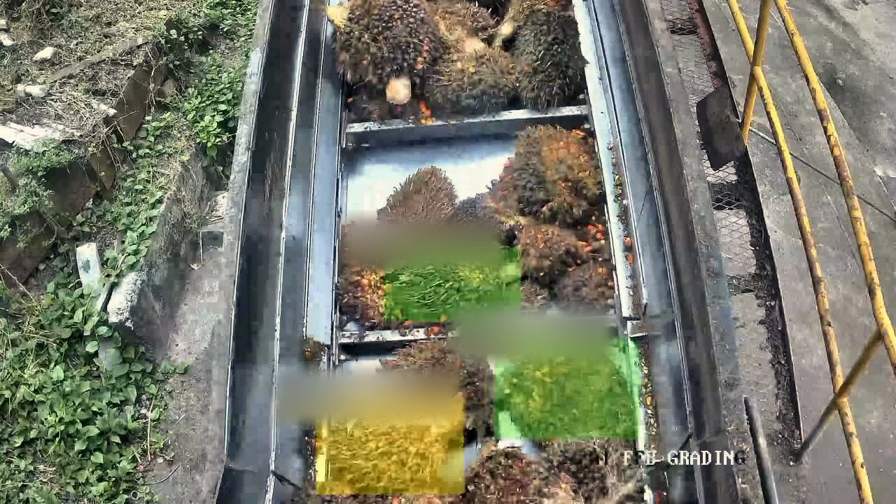 Overhead view of a load of fresh fruit bunches in a sectioned steel bed, seen from the grading rig&rsquo;s own camera. Three translucent rectangular zones are drawn over regions of the load &mdash; two green, one yellow. Along the top edge of each zone a strip is blurred out: that is where the rig printed its grade label and confidence score. Pale lettering ending FFB-GRADING, the system&rsquo;s own on-screen title, runs across the lower right of the frame and passes under one of the green zones.