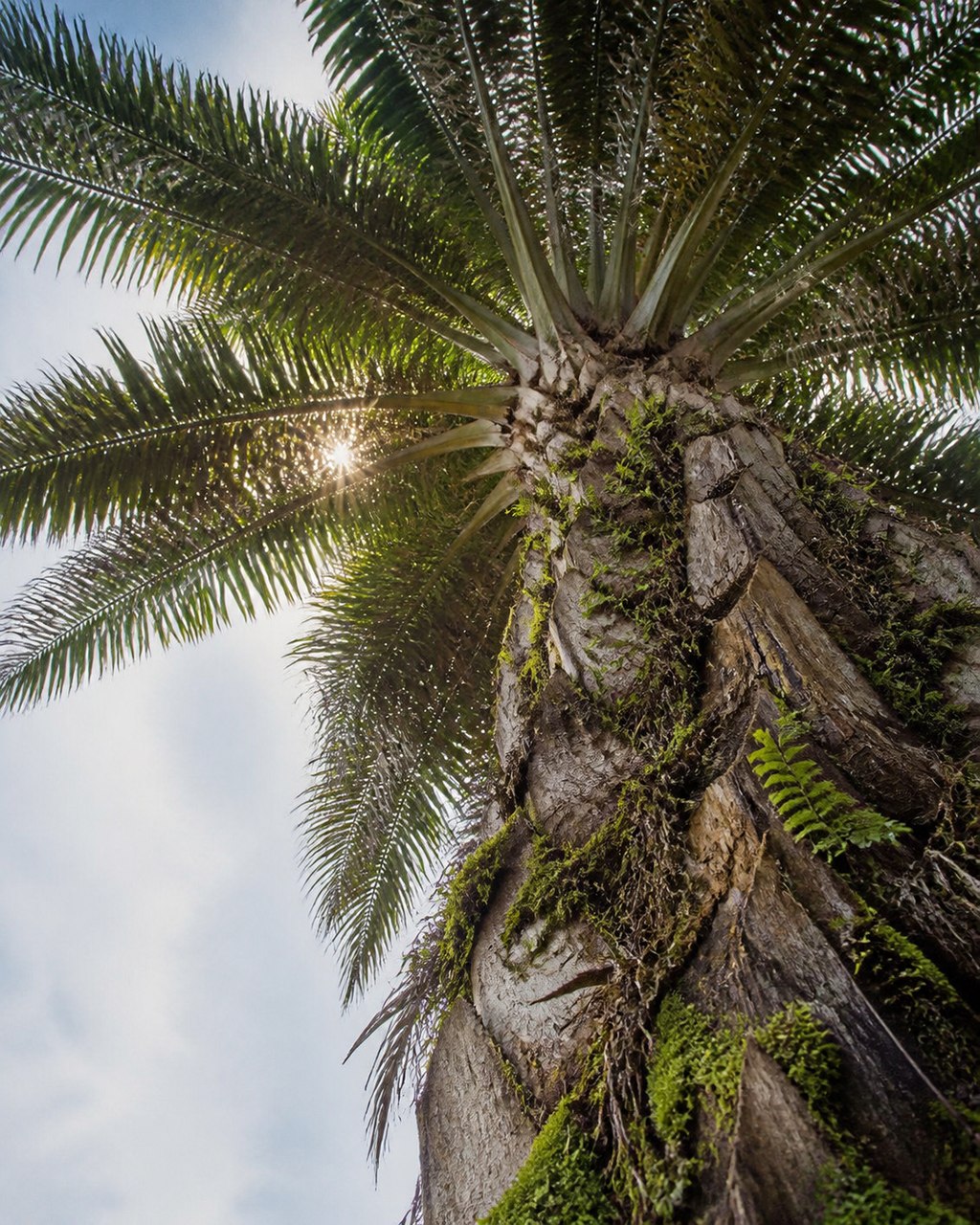 Looking up the trunk of a mature oil palm into its crown. The trunk fills the right of the frame, clad in blunt sawn frond-base stubs with moss and small ferns rooted in the gaps between them, and the fronds radiate out to the left with the sun flaring through them against a hazy blue sky.