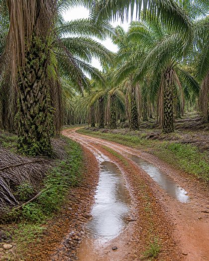 A rutted red-earth estate track after rain, curving away to the left between mature oil palms, standing water in the wheel ruts reflecting the fronds and a pale overcast sky, with haze only in the far distance.