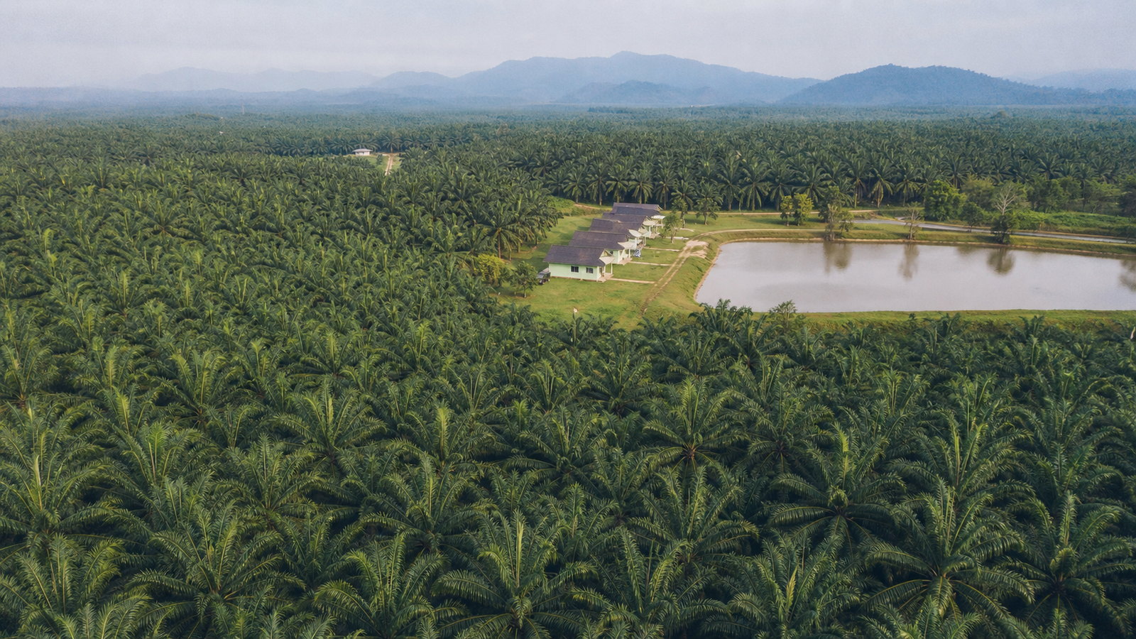 A high aerial view over an unbroken canopy of mature oil palm in flat, hazy light. Near the centre a row of five pale mint-green single-storey estate houses with dark pitched roofs stands on mown grass in a clearing, a bare-earth track running past them and a pickup parked at the nearest one. To their right a still reservoir held by a raised earth bund fills the middle of the frame, and low hills sit on the far horizon.