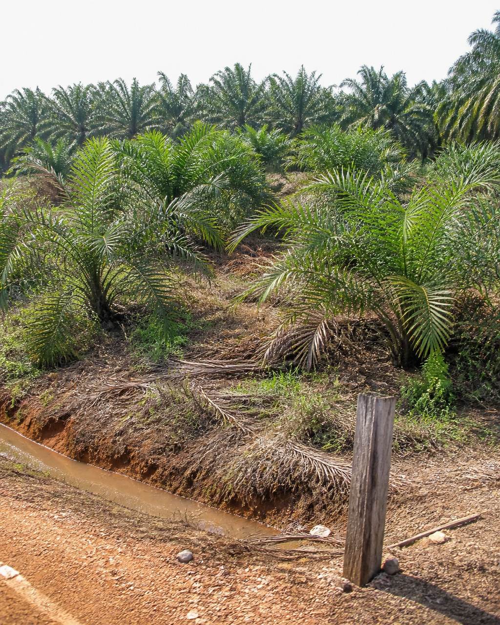 A block of young oil palms on a bank above a red-earth estate road. Cut fronds lie windrowed down the bank, a hand-dug drain at its foot holds muddy water, and a weathered timber post stands in the gravel at the roadside. Behind the young palms a row of mature palms closes the skyline under a flat white sky.