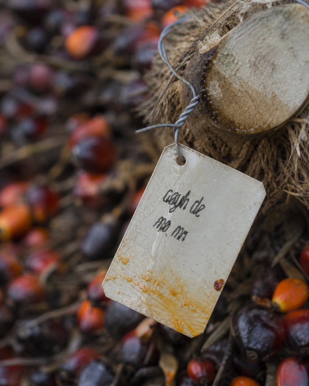 A weathered plastic tag twisted onto the cut stalk of an oil palm fruit bunch with galvanised wire, streaked with palm oil and beaded with water, the fruitlets of the bunch blurred behind it. Two lines of black marker run across its face, broken where the oil and the water have lifted the ink, and the writing cannot be read.