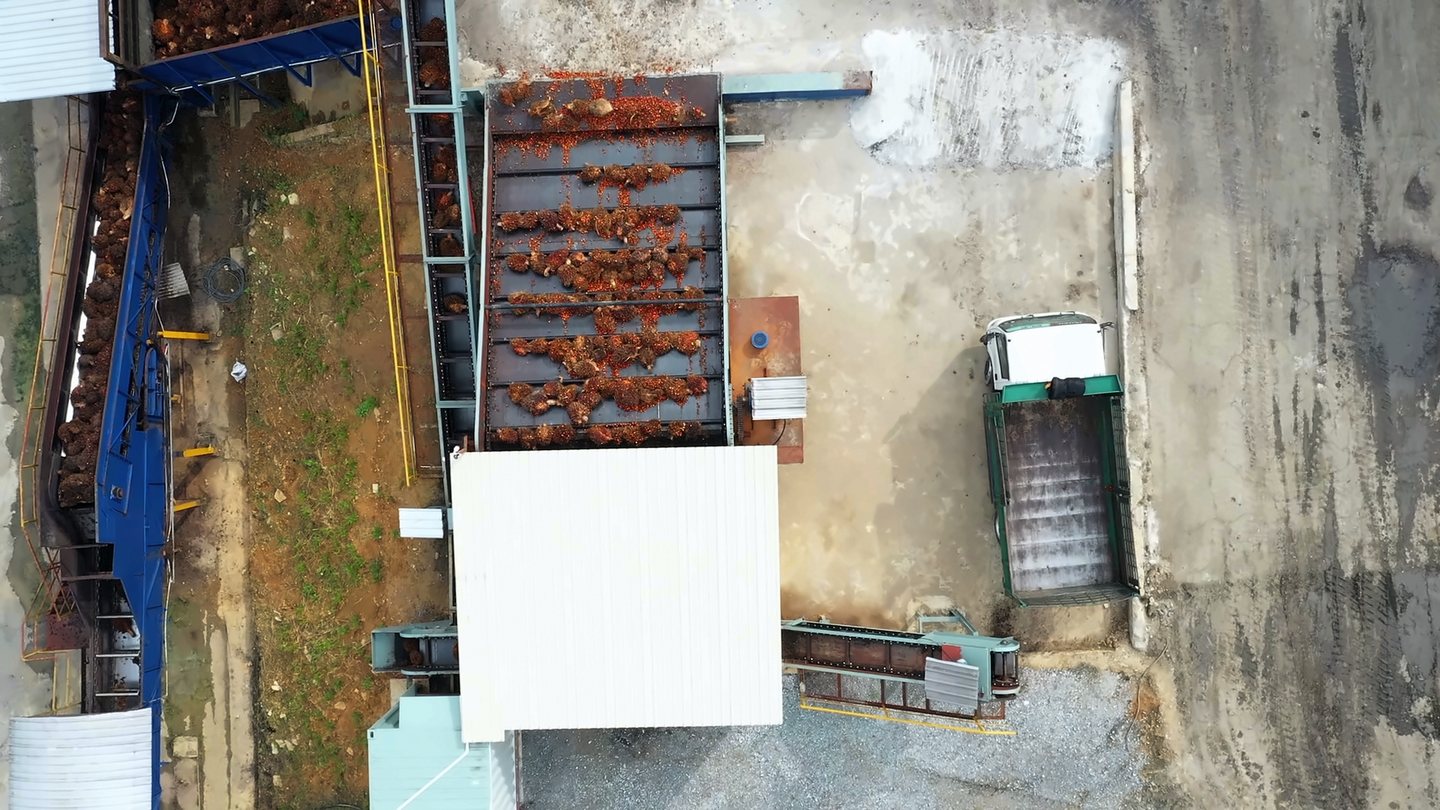 A lorry tipping fresh fruit bunches into the unmanned grading system, seen from above